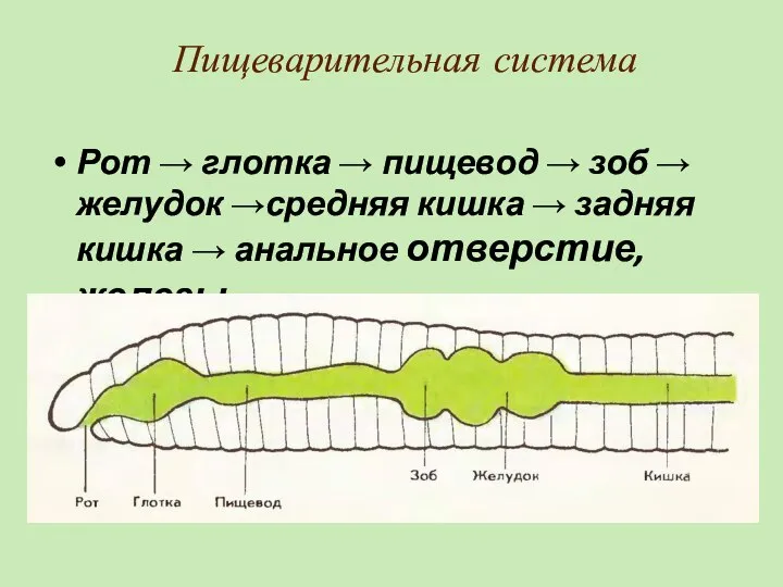 Пищеварительная система Рот → глотка → пищевод → зоб → желудок →средняя