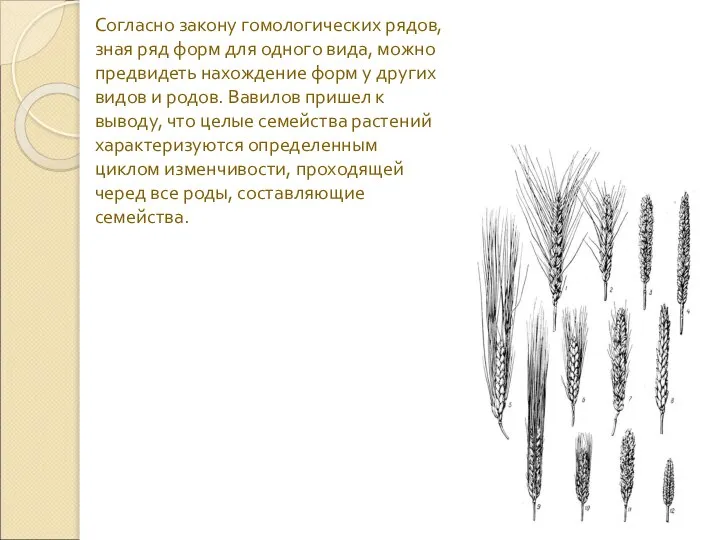 Согласно закону гомологических рядов, зная ряд форм для одного вида, можно предвидеть