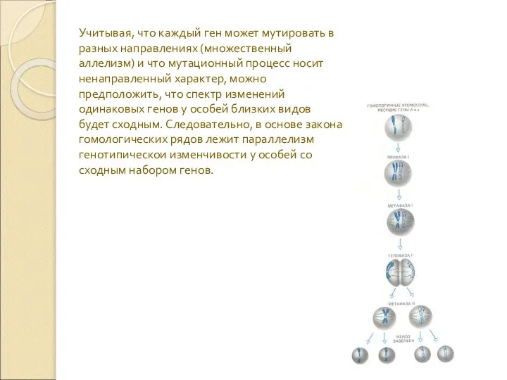 Учитывая, что каждый ген может мутировать в разных направлениях (множественный аллелизм) и