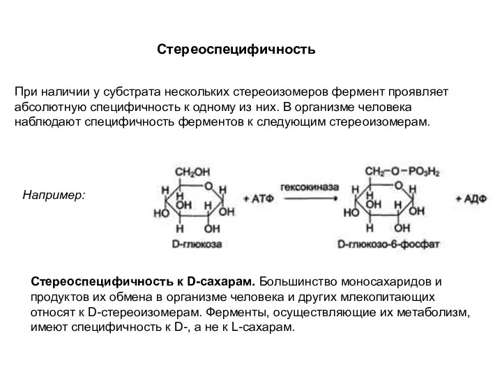 Стереоспецифичность При наличии у субстрата нескольких стереоизомеров фермент проявляет абсолютную специфичность к