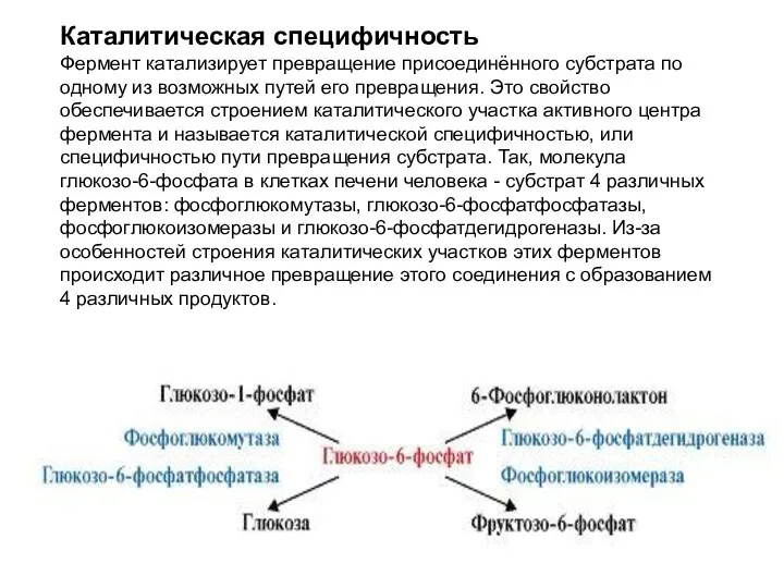 Каталитическая специфичность Фермент катализирует превращение присоединённого субстрата по одному из возможных путей