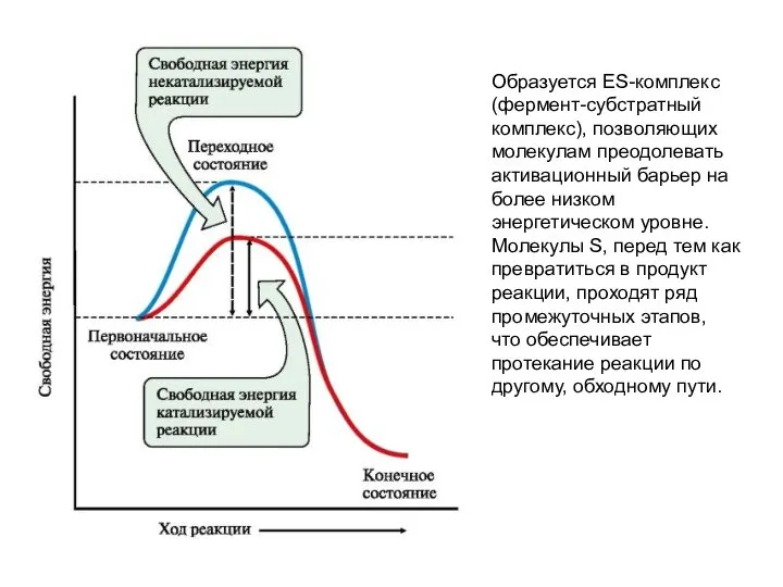 Образуется ES-комплекс (фермент-субстратный комплекс), позволяющих молекулам преодолевать активационный барьер на более низком