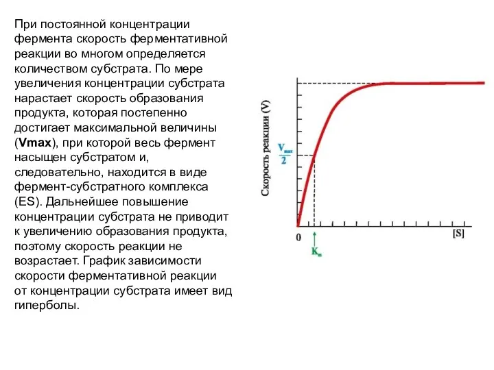 При постоянной концентрации фермента скорость ферментативной реакции во многом определяется количеством субстрата.