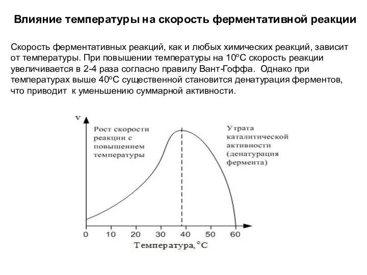 Влияние температуры на скорость ферментативной реакции Скорость ферментативных реакций, как и любых