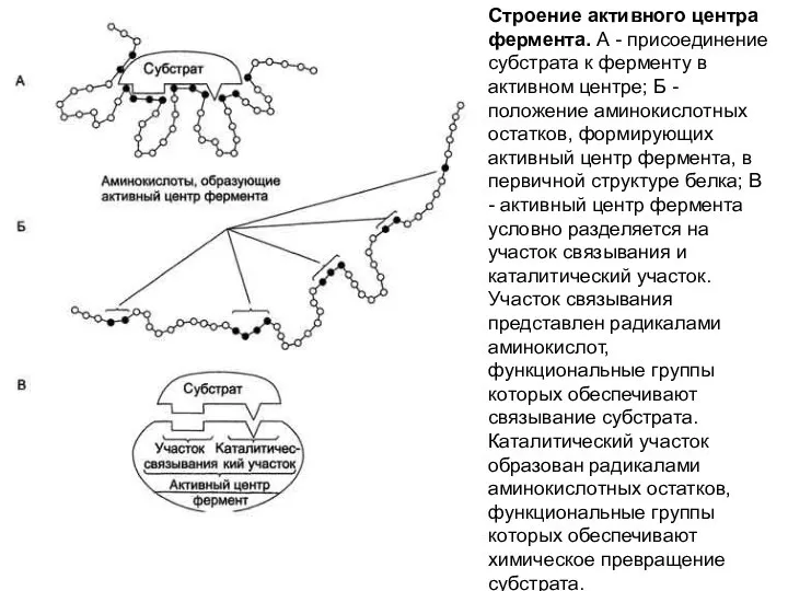 Строение активного центра фермента. А - присоединение субстрата к ферменту в активном