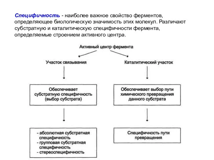 Специфичность - наиболее важное свойство ферментов, определяющее биологическую значимость этих молекул. Различают