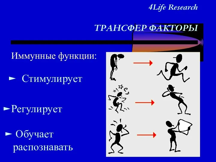 4Life Research ТРАНСФЕР ФАКТОРЫ Иммунные функции: Стимулирует Регулирует Обучает распознавать