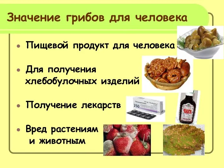 Значение грибов для человека Пищевой продукт для человека Для получения хлебобулочных изделий