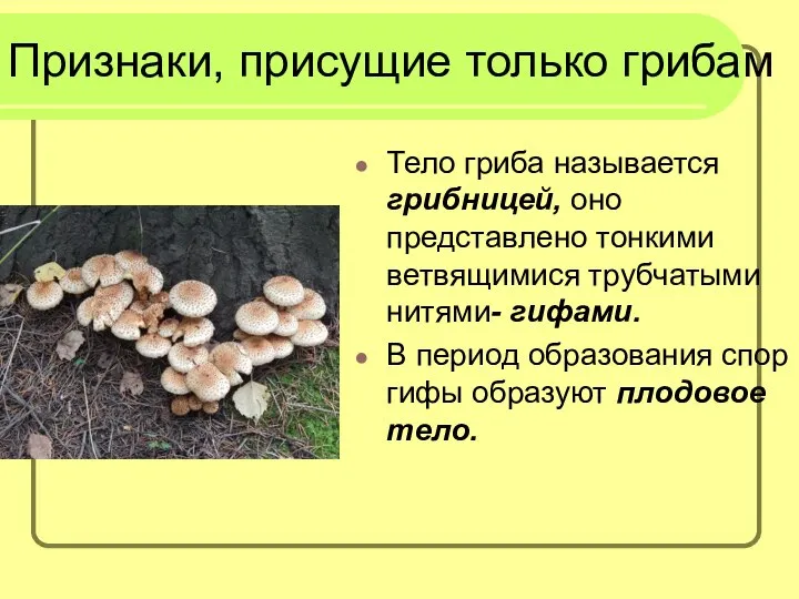 Признаки, присущие только грибам Тело гриба называется грибницей, оно представлено тонкими ветвящимися