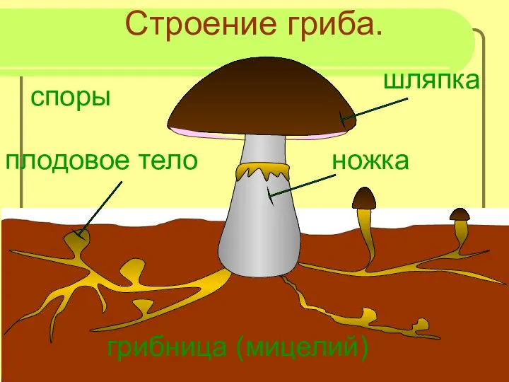 шляпка грибница (мицелий) плодовое тело ножка Строение гриба. споры