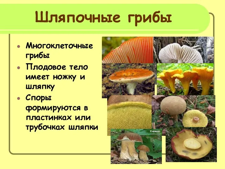 Шляпочные грибы Многоклеточные грибы Плодовое тело имеет ножку и шляпку Споры формируются