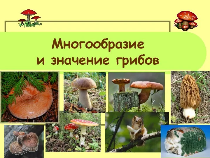 Многообразие и значение грибов
