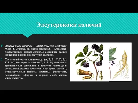 Элеутерококк колючий Элеутерококк колючий – Eleutherococcus senticocus (Rupr. Et Maxim), семейства аралиевых