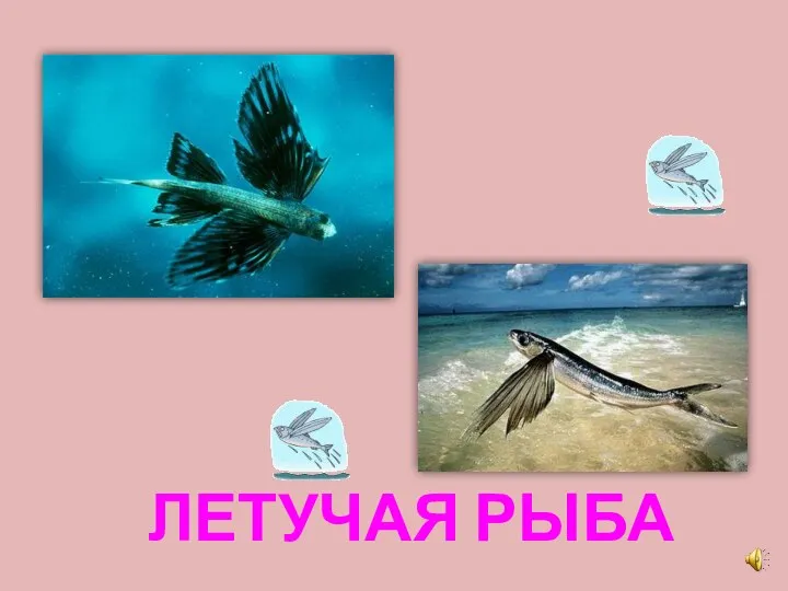 ЛЕТУЧАЯ РЫБА