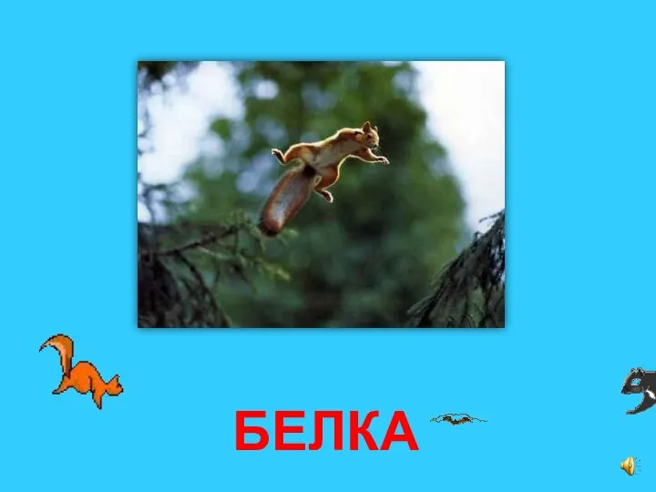 БЕЛКА