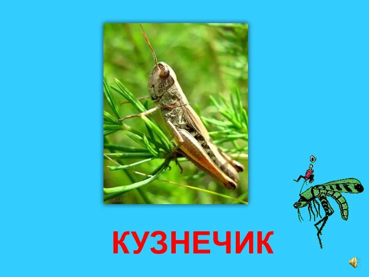 КУЗНЕЧИК