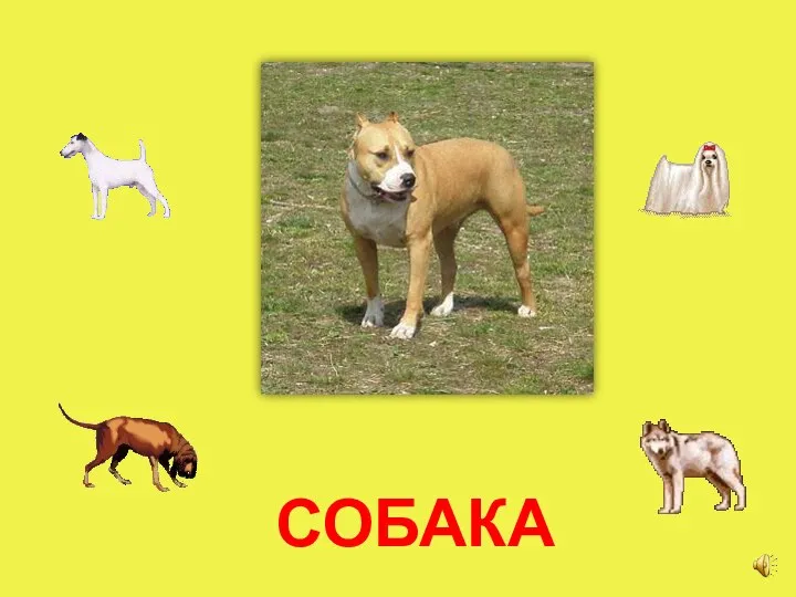 СОБАКА