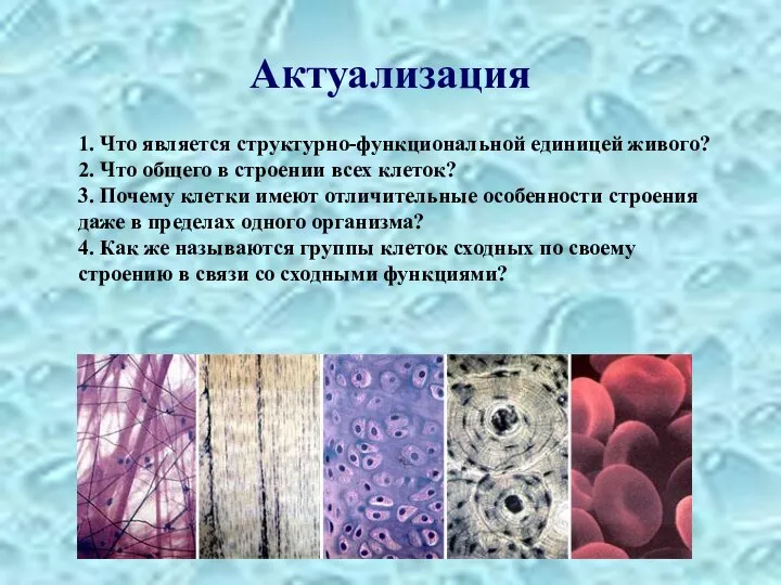 Актуализация 1. Что является структурно-функциональной единицей живого? 2. Что общего в строении