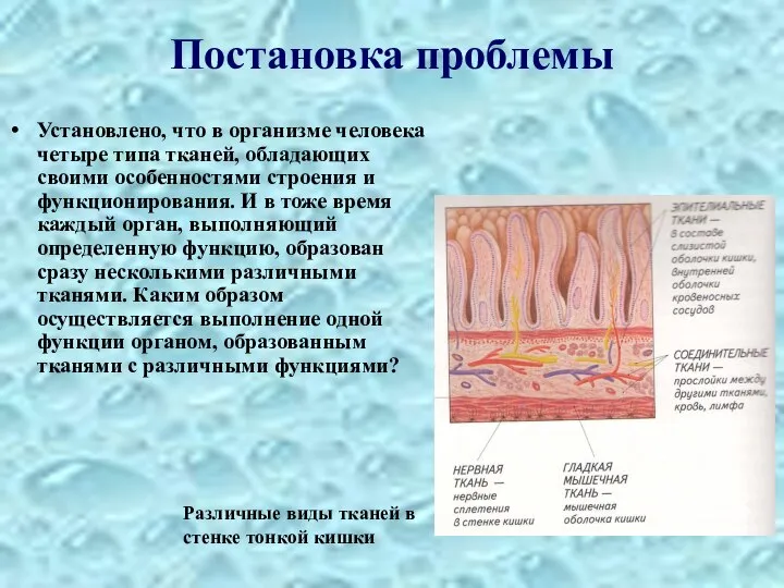 Постановка проблемы Установлено, что в организме человека четыре типа тканей, обладающих своими