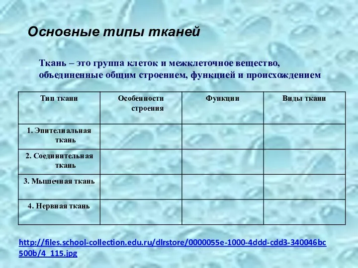 Основные типы тканей Ткань – это группа клеток и межклеточное вещество, объединенные