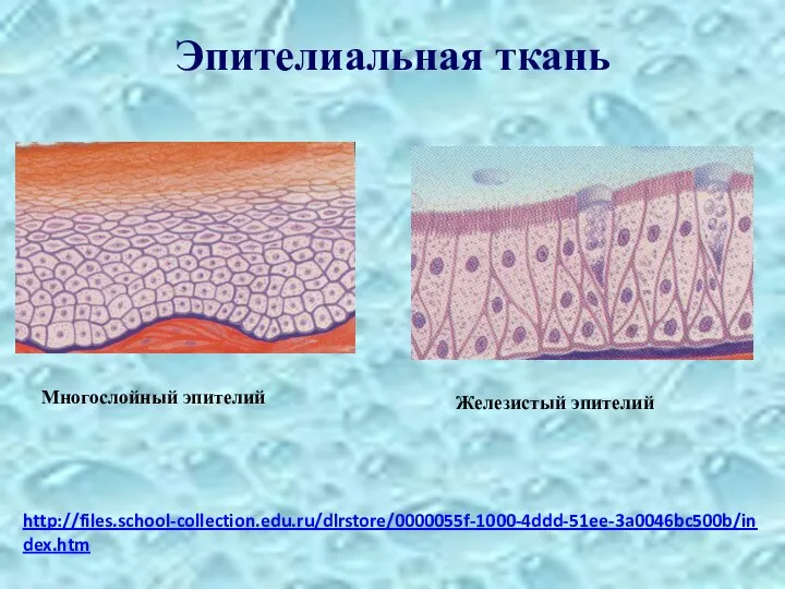 Эпителиальная ткань http://files.school-collection.edu.ru/dlrstore/0000055f-1000-4ddd-51ee-3a0046bc500b/index.htm Железистый эпителий Многослойный эпителий