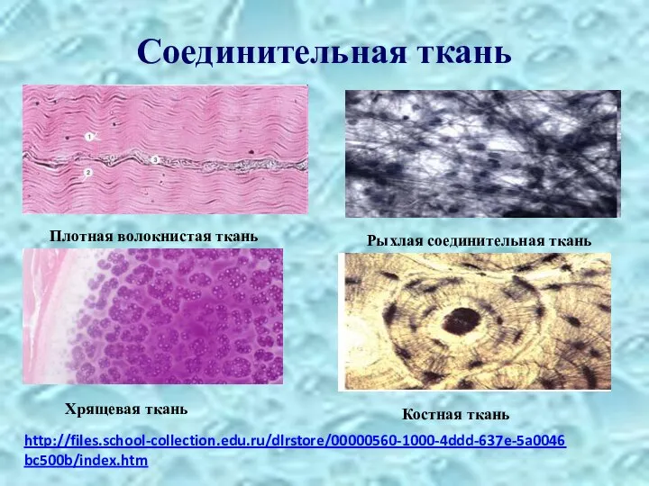 Соединительная ткань http://files.school-collection.edu.ru/dlrstore/00000560-1000-4ddd-637e-5a0046bc500b/index.htm Плотная волокнистая ткань Рыхлая соединительная ткань Хрящевая ткань Костная ткань