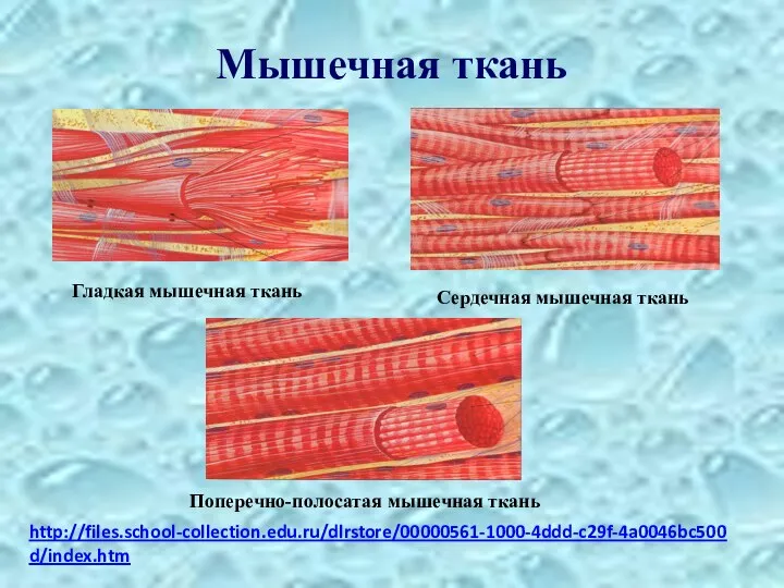 Мышечная ткань http://files.school-collection.edu.ru/dlrstore/00000561-1000-4ddd-c29f-4a0046bc500d/index.htm Гладкая мышечная ткань Сердечная мышечная ткань Поперечно-полосатая мышечная ткань
