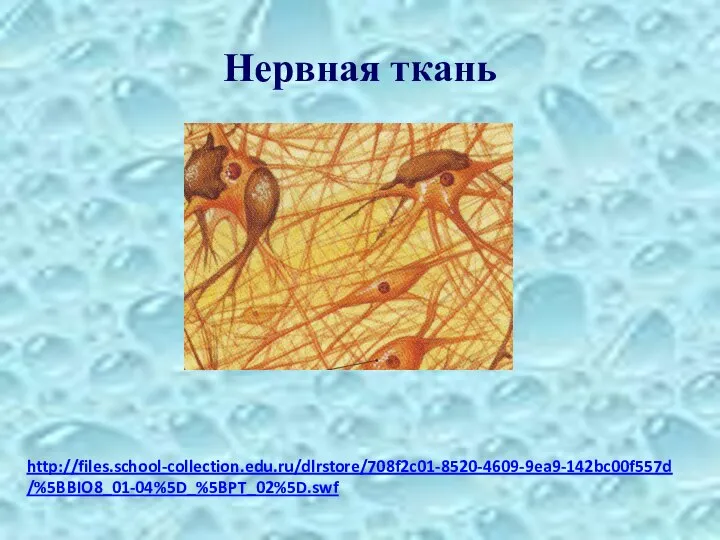 Нервная ткань http://files.school-collection.edu.ru/dlrstore/708f2c01-8520-4609-9ea9-142bc00f557d/%5BBIO8_01-04%5D_%5BPT_02%5D.swf