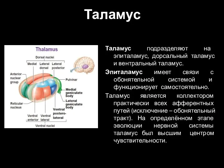 Таламус Таламус подразделяют на эпиталамус, дорсальный таламус и вентральный таламус. Эпиталамус имеет