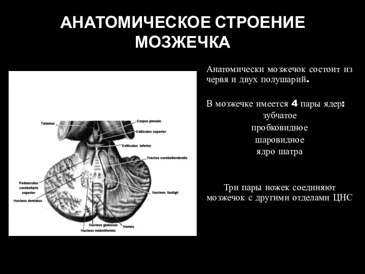 АНАТОМИЧЕСКОЕ СТРОЕНИЕ МОЗЖЕЧКА Анатомически мозжечок состоит из червя и двух полушарий. В