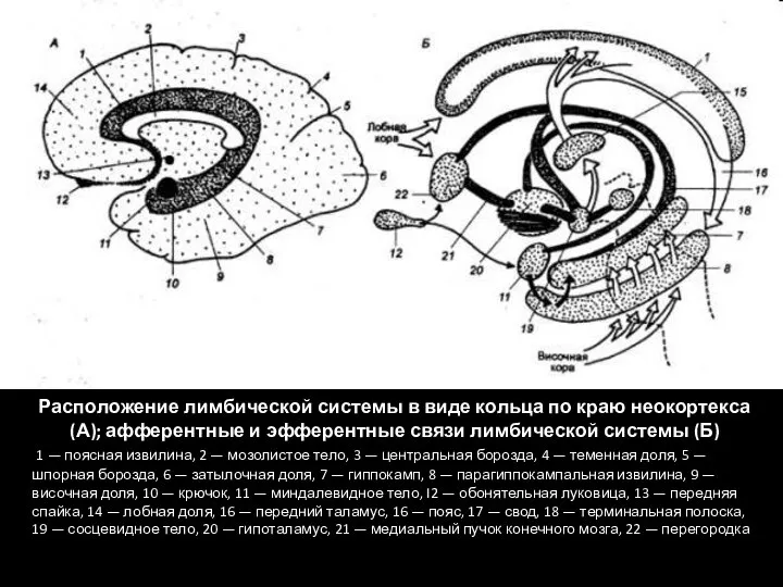 Расположение лимбической системы в виде кольца по краю неокортекса (А); афферентные и