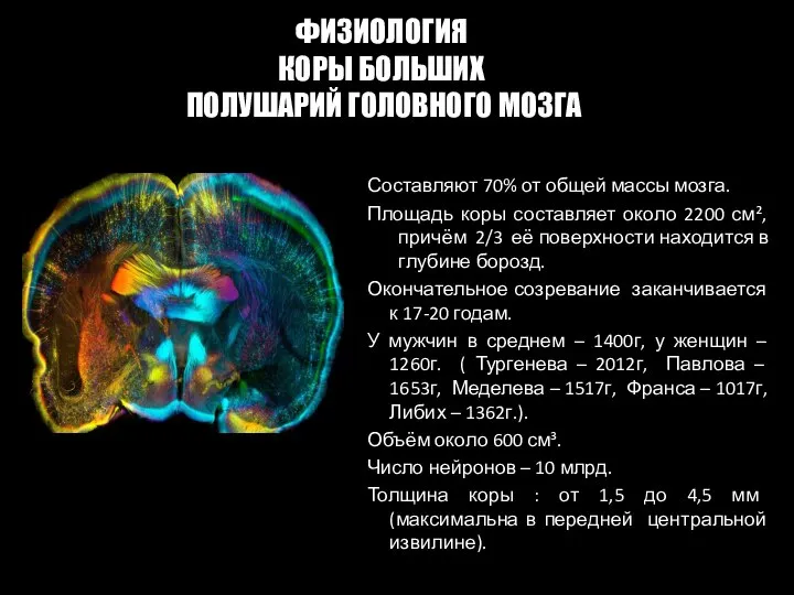 Составляют 70% от общей массы мозга. Площадь коры составляет около 2200 см²,