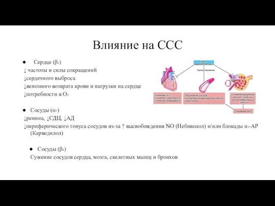 Влияние на ССС Сердце (β₁) ↓ частоты и силы сокращений ↓сердечного выброса