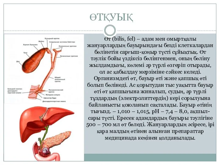 ӨТҚУЫҚ Өт (bіlіs, fel) – адам мен омыртқалы жануарлардың бауырындағы безді клеткалардан