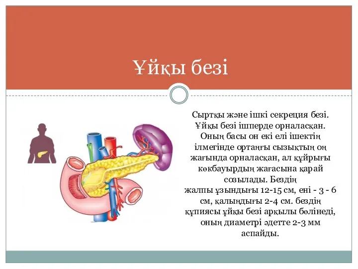 Ұйқы безі Сыртқы және ішкі секреция безі. Ұйқы безі ішперде орналасқан. Оның