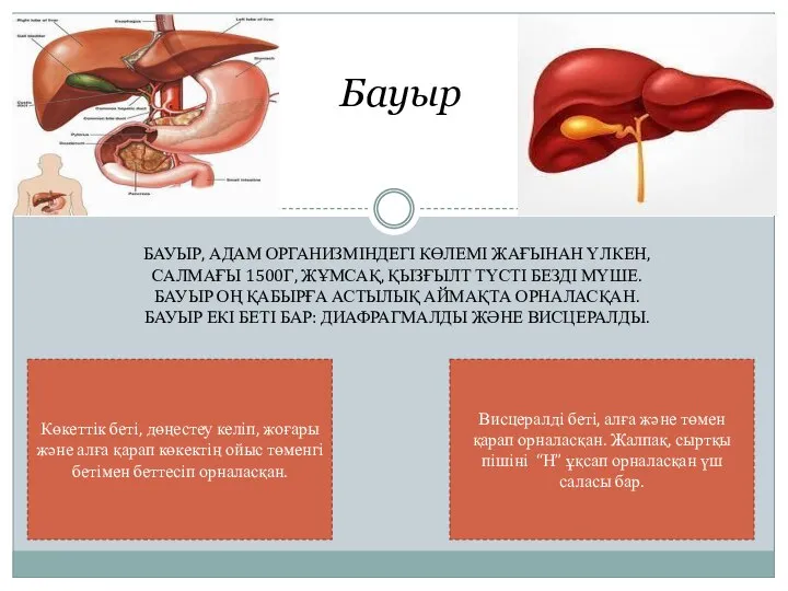 БАУЫР, АДАМ ОРГАНИЗМІНДЕГІ КӨЛЕМІ ЖАҒЫНАН ҮЛКЕН, САЛМАҒЫ 1500Г, ЖҰМСАҚ, ҚЫЗҒЫЛТ ТҮСТІ БЕЗДІ