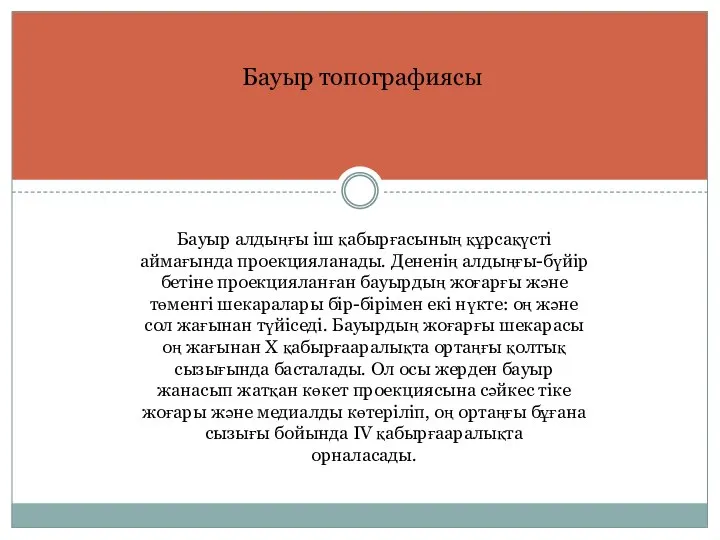 Бауыр топографиясы Бауыр алдыңғы іш қабырғасының құрсақүсті аймағында проекцияланады. Дененің алдыңғы-бүйір бетіне