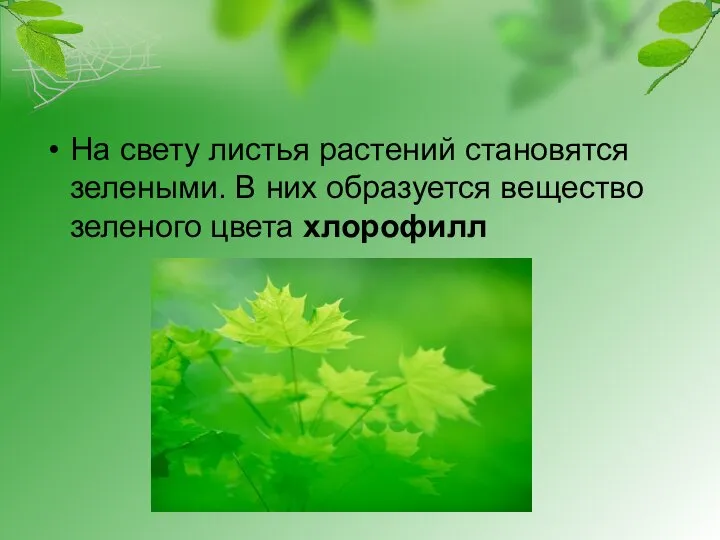 На свету листья растений становятся зелеными. В них образуется вещество зеленого цвета хлорофилл