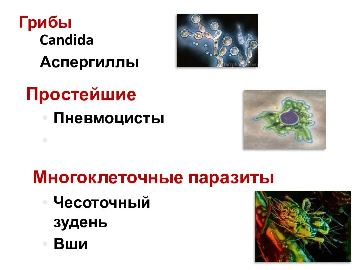 Грибы Candida Аспергиллы Простейшие Пневмоцисты Многоклеточные паразиты Чесоточный зудень Вши