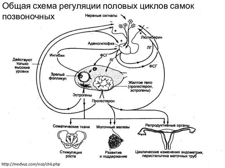 Общая схема регуляции половых циклов самок позвоночных http://medvuz.com/noz/ch6.php