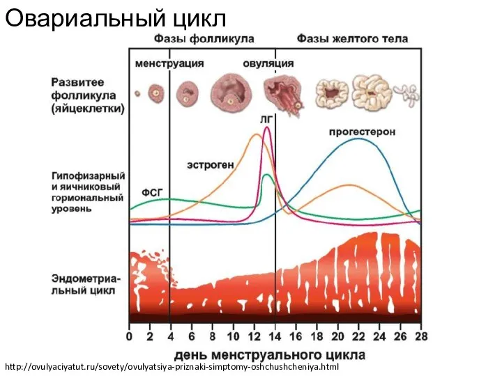Овариальный цикл http://ovulyaciyatut.ru/sovety/ovulyatsiya-priznaki-simptomy-oshchushcheniya.html