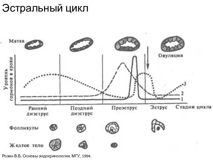 Эстральный цикл Розен В.Б. Основы эндокринологии, МГУ, 1994.