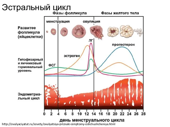 Эстральный цикл http://ovulyaciyatut.ru/sovety/ovulyatsiya-priznaki-simptomy-oshchushcheniya.html