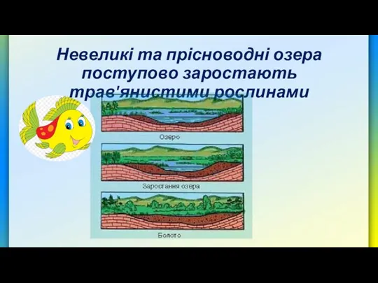 Невеликі та прісноводні озера поступово заростають трав'янистими рослинами