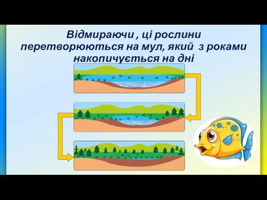 Відмираючи , ці рослини перетворюються на мул, який з роками накопичується на дні