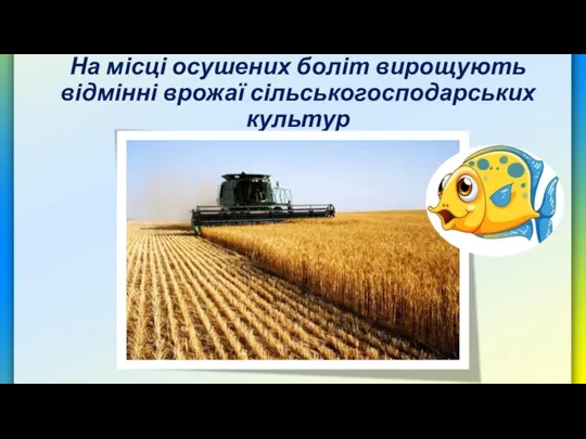 На місці осушених боліт вирощують відмінні врожаї сільськогосподарських культур