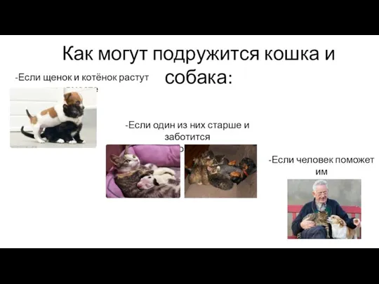 Как могут подружится кошка и собака: -Если щенок и котёнок растут вместе