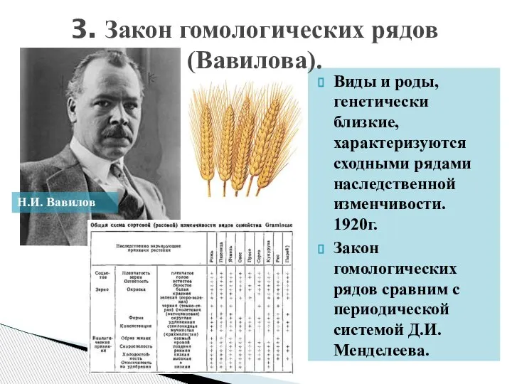 Виды и роды, генетически близкие, характеризуются сходными рядами наследственной изменчивости. 1920г. Закон