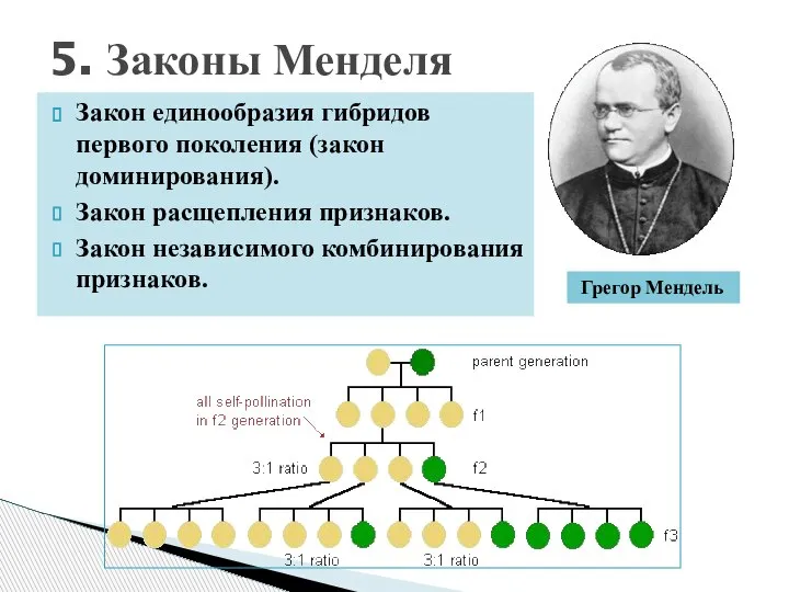 Закон единообразия гибридов первого поколения (закон доминирования). Закон расщепления признаков. Закон независимого