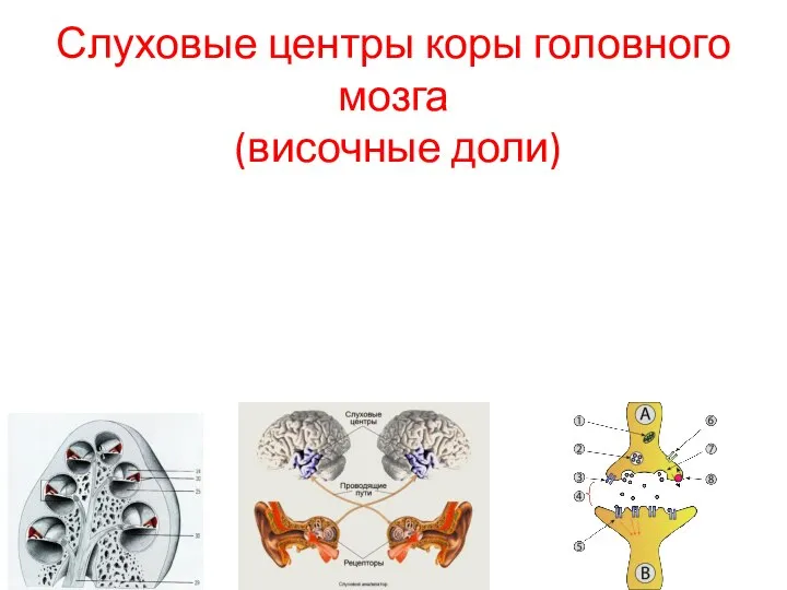 Слуховые центры коры головного мозга (височные доли)